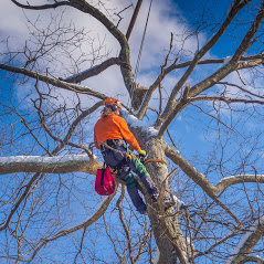 Tree removal Annerley