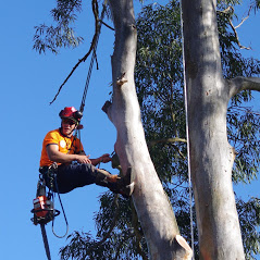 tree removal Salisbury